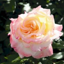 'Aquarell'® Rosa X 'Aquarell'® (Storblomstrende) A-Kvalitet,- Barrods Roser Min. 3 Grene