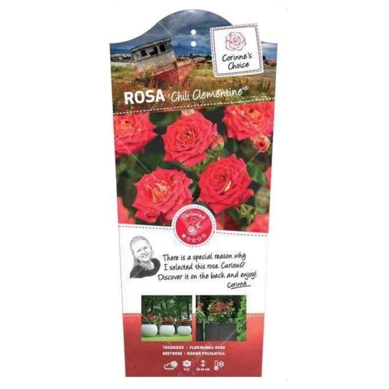 'Chili Clementine' Rosa X 'Chili Clementine' 3,0 Liter Potte