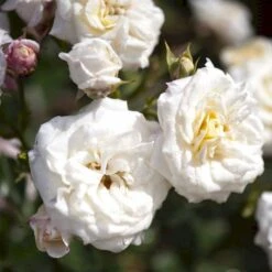 'Honeymilk'® Rosa X 'Honeymilk'® (Bunddækkerose) A-Kvalitet,- Barrods Roser Min. 3 Grene
