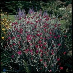 Haveklinte Lychnis Coronaria 10 Cm. Potte