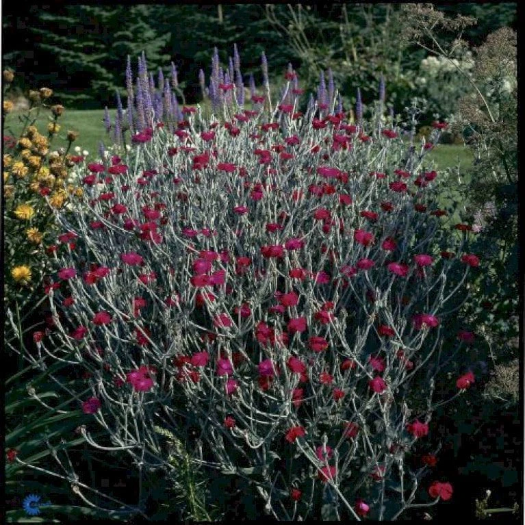 Haveklinte Lychnis Coronaria 10 Cm. Potte