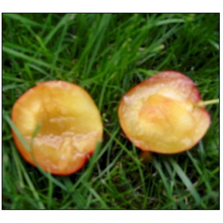 Mirabel 'Komet' Prunus Cerasifera 'Komet' 4-8 Grene, Potte 10 Liter, 140-180 Cm. (P.CER) - Billede 2