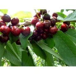 Sød Kirsebær 'Skeena' - Selvbestøvende Prunus X 'Skeena' - Selvbestøvende Dværgtræ, 3-5 Grene, 6,7 Liter Potte, 80-100 Cm.