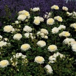 'Kronprinsesse Mary'™ Rosa X 'Kronprinsesse Mary'™ (Slotsrose) A-Kvalitet,- Barrods Roser Min. 3 Grene