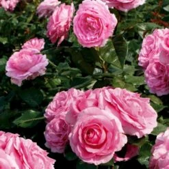 'Ghita™ Renaissance'® Rosa X 'Ghita™ Renaissance'® (Renaissancerose) A-Kvalitet,- Barrods Roser Min. 3 Grene
