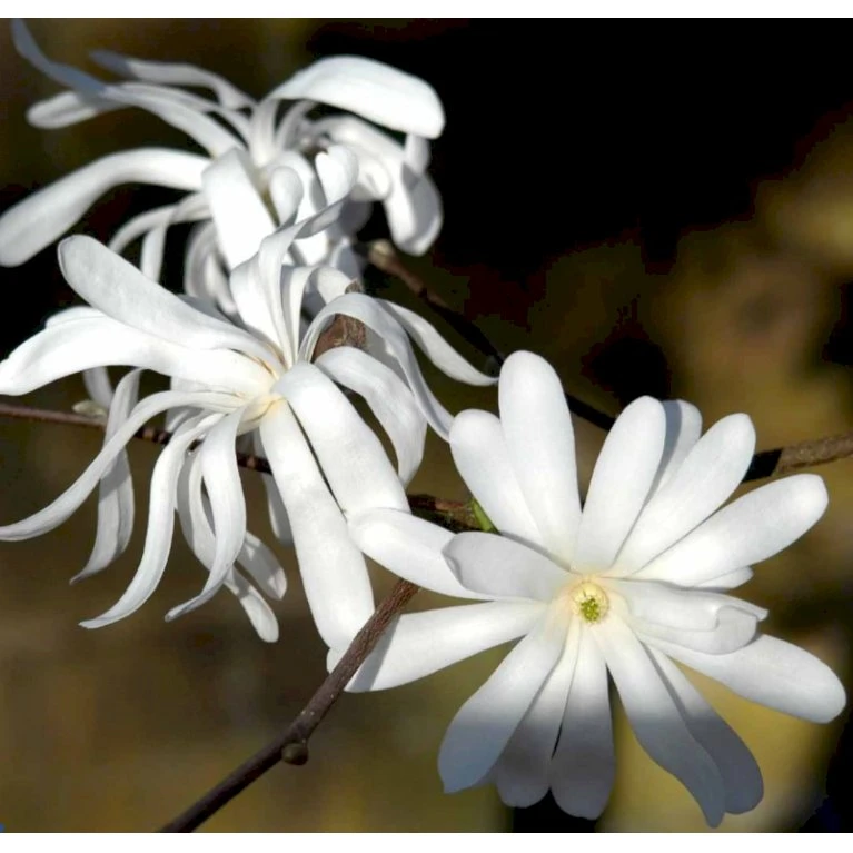 Stjernemagnolie Magnolia Stellata Potte 2,0 Liter,- 40-60 Cm. - Billede 3