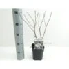 Stjernemagnolie Magnolia Stellata Potte 2,0 Liter,- 40-60 Cm.