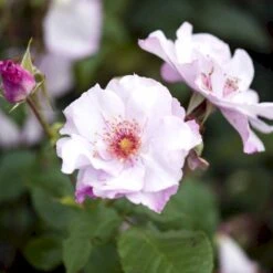 'Odyssey' Rosa X 'Odyssey' (Buketrose) A-Kvalitet,- Barrods Roser Min. 3 Grene