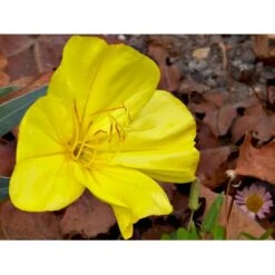 Krybende Natlys Oenothera Macrocarpa 10 Cm. Potte