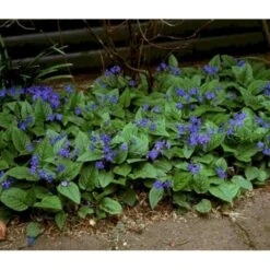 Vårkærminde Omphalodes Verna 10 Cm. Potte