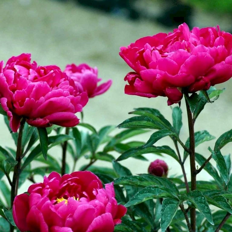 Silkepæon 'Karl Rosenfield' Paeonia Lactiflora 'Karl Rosenfield' 3,0 Liter Potte - Billede 3