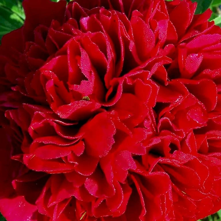 Silkepæon 'Karl Rosenfield' Paeonia Lactiflora 'Karl Rosenfield' 3,0 Liter Potte - Billede 4