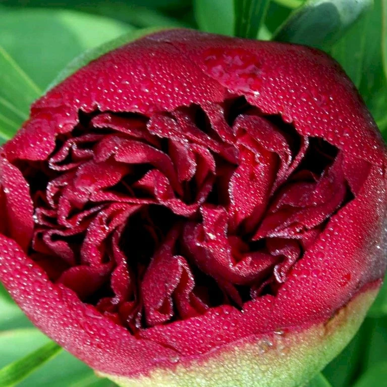 Silkepæon 'Karl Rosenfield' Paeonia Lactiflora 'Karl Rosenfield' 3,0 Liter Potte - Billede 5