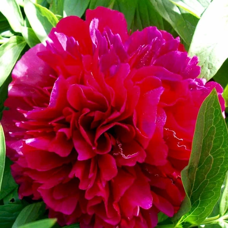 Silkepæon 'Karl Rosenfield' Paeonia Lactiflora 'Karl Rosenfield' 3,0 Liter Potte - Billede 6