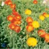 Sibirisk Valmue Papaver Nudicaule 'Gartenzwerg' 10 Cm. Potte