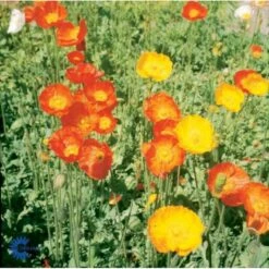 Sibirisk Valmue Papaver Nudicaule 'Gartenzwerg' 10 Cm. Potte