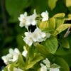 Uægte Jasmin 'Aureus' Philadelphus Caucasicus 'Aureus' 5 Liter Potte