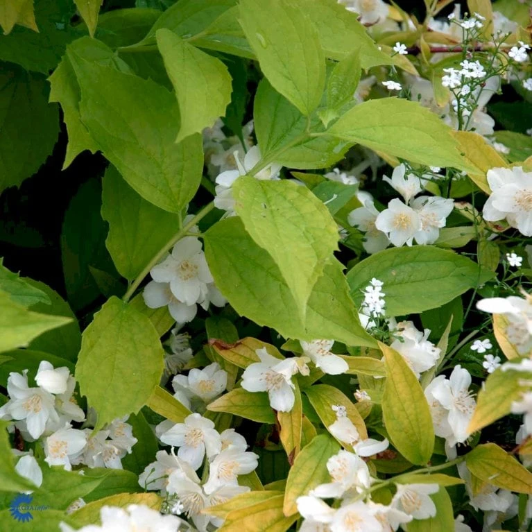 Uægte Jasmin 'Aureus' Philadelphus Caucasicus 'Aureus' 5 Liter Potte - Billede 3