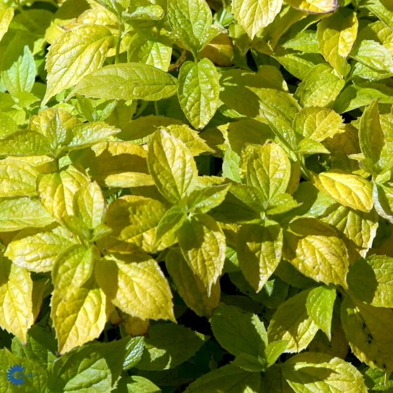 Uægte Jasmin 'Aureus' Philadelphus Caucasicus 'Aureus' 5 Liter Potte - Billede 4