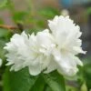 Uægte Jasmin 'Schneesturm' Philadelphus Virginalis 'Schneesturm' Med Klump,- 150-175 Cm.