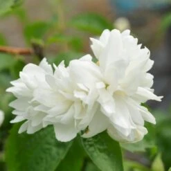 Uægte Jasmin 'Schneesturm' Philadelphus Virginalis 'Schneesturm' Med Klump,- 150-175 Cm.