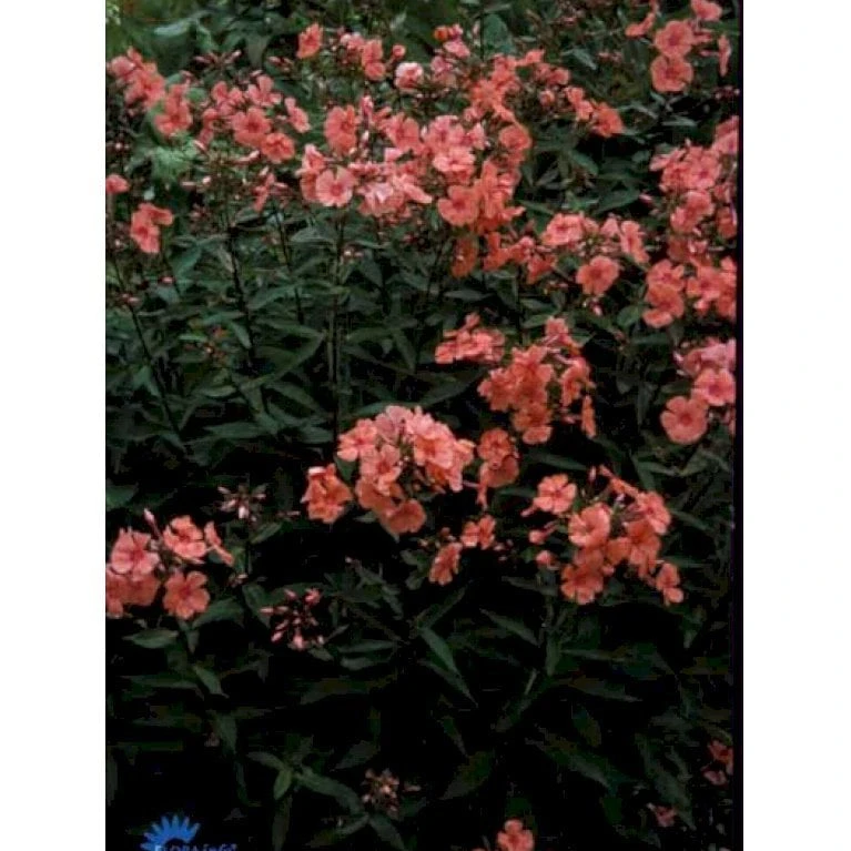 Høstfloks 'Orange Perfection' Phlox Paniculata 'Orange Perfection' 9 Cm. Potte - Billede 3