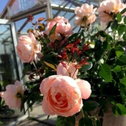 'From Far Away'™ Rosa X 'From Far Away'™ (Buketrose) A-Kvalitet,- Barrods Roser Min. 3 Grene