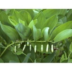 Storkonval Polygonatum Multiflorum 1 Liter Potte