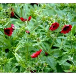 Rød Staudepotentil Potentilla Atrosanguinea Rot 1 Liter Potte