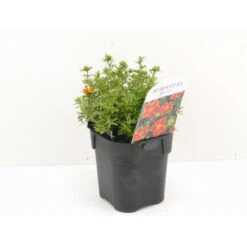 Buskpotentil 'Red Ace' Potentilla Fruticosa 'Red Ace' Potte 2,0 Liter,- 25-30 Cm.