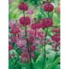 Etageprimula Primula Beesiana 1 Liter Potte