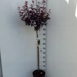 Blodblomme Prunus Cer. 'Nigra' Opstammet 90 Cm. 7,5 Liter Potte