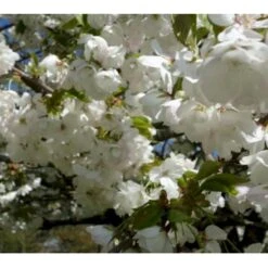 Japansk Kirsebær 'Shirotae' Prunus Serrulata 'Shirotae' Potte 10 Liter 200-250 Cm.