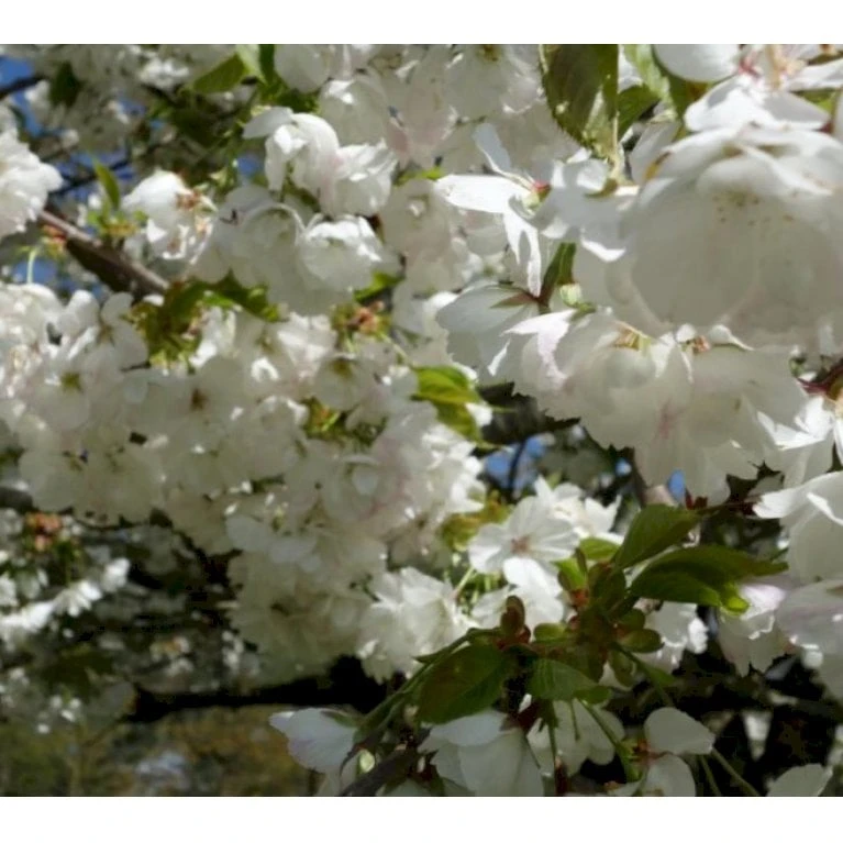 Japansk Kirsebær 'Shirotae' Prunus Serrulata 'Shirotae' Potte 10 Liter 200-250 Cm.