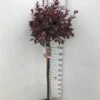 Dværgblodblomme Prunus X Cistena Opstammet 110 Cm. 7,5 Liter Potte