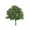 Stilkeg Quercus Robur Alletræ, Stammeomkreds 30-35 Cm. Med Klump