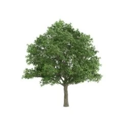 Stilkeg Quercus Robur Alletræ, Stammeomkreds 30-35 Cm. Med Klump