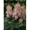 Astilbe 'Look At Me'® Astílbe Aréndsii-hýbrid 'Look At Me'® 1 Liter Potte