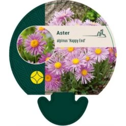 Alpeasters 'Happy End' Aster Alpinus 'Happy End' 9 Cm. Potte