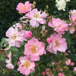 'I Need You'™ Rosa X 'I Need You'™ (Bunddækkerose) A-Kvalitet,- Barrods Roser Min. 3 Grene