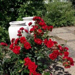 'Lady In Red'™ Rosa X 'Lady In Red'™ (Bunddækkerose) A-Kvalitet,- Barrods Roser Min. 3 Grene