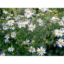 Skønasters Kalimeris Incisa 'Nana Blue' 1 Liter Potte