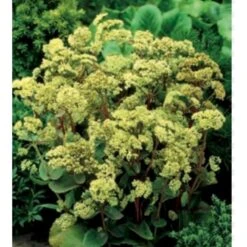 Sankthansurt 'Seduction Green-Yellow' Sedum T. 'Seduction Green-yellow' 1 Liter Potte