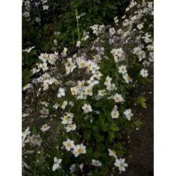 Høstanemone 'Ruffled Swan' Anemone Hyb. 'Ruffled Swan'® 1 Liter Potte