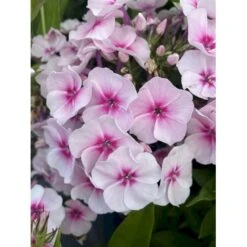 Høstfloks Phlox Pani. Adessa® 'Pink Star' 1 Liter Potte