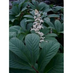 Finnet Bronceblad Rodgersia Pinnata 'Alba' 1 Liter Potte