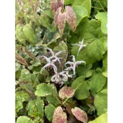 Bispehue, Rød/brunt Løv Epimedium Hybrid 'Domino' 10 Cm. Potte