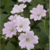 Storkenæb 'Dreamland' Geranium Hybrid 'Dreamland'® 1 Liter Potte