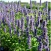 Anis Isop 'Blue Fortune' Agastache Foe. 'Blue Fortune' 1 Liter Potte
