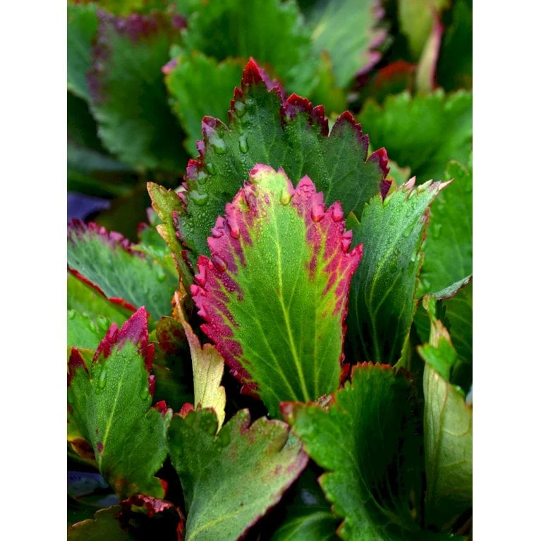 Kæmpestenbræk Hybrid 'Nova Flame' Mukgenia X 'Nova Flame'® 1 Liter Potte